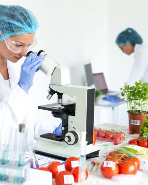 Eine Wissenschaftlerin untersucht mit einem Mikroskop frisches Gemüse, darunter Tomaten und Salat. Im Hintergrund sind Reagenzgläser und weitere Pflanzen zu sehen, die für die Forschung verwendet werden.