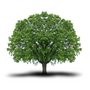 Ein großer, grüner Baum mit einer breiten Krone und einem stabilen Stamm, der einen Schatten auf den Boden wirft.