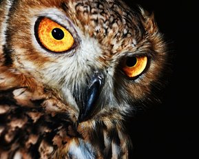 Aowl with bright orange eyes and a speckled plumage, sitting against a dark background.