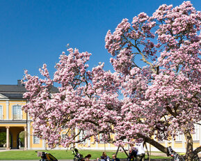 Ein blühender Magnolienbaum steht vor einem gelben Gebäude, während eine Gruppe von Menschen auf einer Decke im Schatten des Baumes sitzt. Der Himmel ist klar und blau.