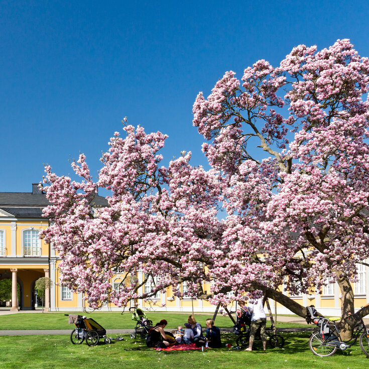 Ein blühender Magnolienbaum steht vor einem gelben Gebäude, während eine Gruppe von Menschen auf einer Decke im Schatten des Baumes sitzt. Der Himmel ist klar und blau.